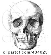 Poster, Art Print Of Vintage Black And White Anatomical Sketch Of A Human Skull - 11