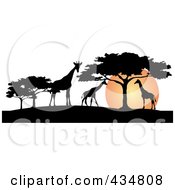 Poster, Art Print Of Silhouetted Giraffes And Umbrella Thorn Trees Against An African Sunset