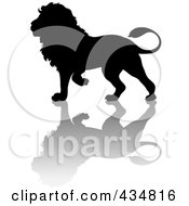 Poster, Art Print Of Black Lion Silhouette And Shadow