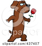 Poster, Art Print Of Romantic Dachshund Presenting A Single Rose