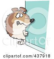Poster, Art Print Of Timid Collie Dog Looking Around A Corner