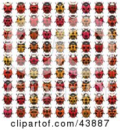 Poster, Art Print Of Rows Of Red And Orange Ladybugs