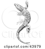 Clipart Illustration Of A Black And White Sketched Lizard