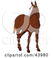 Poster, Art Print Of Brown Horse Standing And Looking Left
