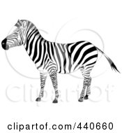 Poster, Art Print Of Profiled Zebra