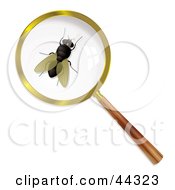 Common Housefly Under A Magnifying Glass