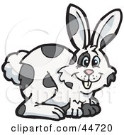 Spotted Cloned Rabbit With A Dalmatian Coat Pattern