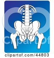 Royalty Free RF Clipart Illustration Of A White X Ray Of A Human Hip Pelvis And Spine