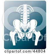 Royalty Free RF Clipart Illustration Of A White Xray Of A Human Pelvis And Spine by Lal Perera