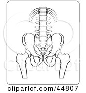 Royalty Free RF Clipart Illustration Of A Black And White Xray Of A Human Pelvis And Spine by Lal Perera