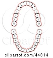 Royalty Free RF Clipart Illustration Of A Layout Of Human Teeth by Lal Perera
