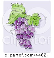 Poster, Art Print Of Bunch Of Purple Hanging Grapes With Two Leaves