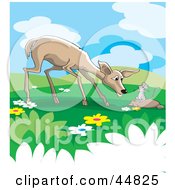 Wild Rat Talking To A Deer In A Meadow