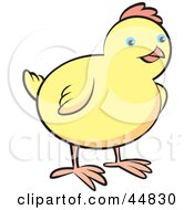 Poster, Art Print Of Chubby Yellow Spring Chick With Blue Eyes