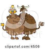 Poster, Art Print Of Male And Female Cows Dancing Together