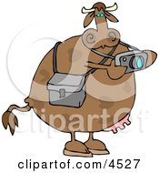 Photographer Cow Taking Photographes With A Digital Camera Clipart