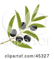 Branch Of Organic Black Olives On A Tree