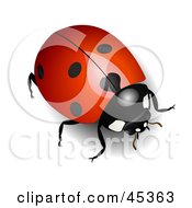 Poster, Art Print Of Shiny Red Ladybug With Light Reflecting Off Of Its Back