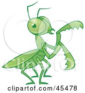 Green Praying Mantis Moving Its Arms