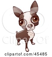 Poster, Art Print Of Boston Terrier Dog Looking Up With His Big Eyes