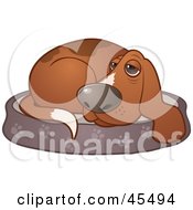 Royalty Free RF Clipart Illustration Of A Curled Up Basset Hound Dog Resting On His Bed by John Schwegel