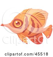 Poster, Art Print Of Shy Orange And Red Striped Fish In Profile