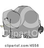 Elephant With Tusks