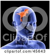 Royalty Free RF Clipart Illustration Of A Blue Xray Of A Frustrated Tyrannosaurus Rex Dinosaur In A Womans Brain by Michael Schmeling #COLLC45643-0128