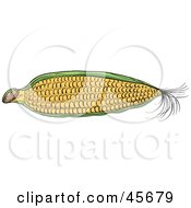 Poster, Art Print Of Partially Husked Ear Of Corn