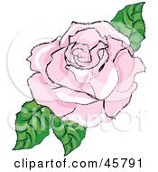 Poster, Art Print Of Fully Bloomed Pink Rose Blossom With Leaves