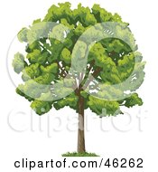 Poster, Art Print Of Green And Lush Mature Park Tree
