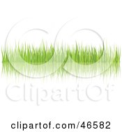 Poster, Art Print Of Green Grass Blades With A Reflection On White