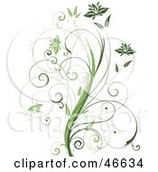 Beautiful Organic Green Plant With Tendril Leaves On White