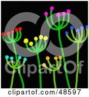 Poster, Art Print Of Blossoming Green Stick Plants On Black