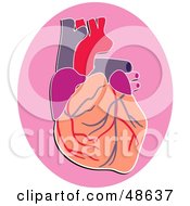 Poster, Art Print Of Human Heart On A Pink Oval