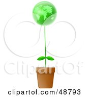 Potted Plant With A Green Globe Bloom
