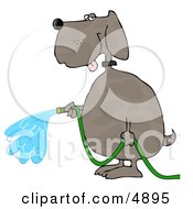 Human-Like Dog Watering Outdoor Plants With A Standard Household Garden Hose