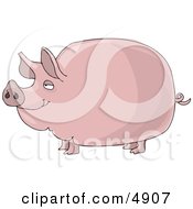 Big Fat Pink Pig