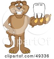 Cougar Mascot Character Holding A Tooth