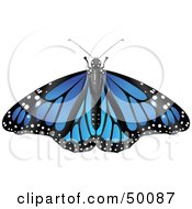 Poster, Art Print Of Spanned Blue Monarch Butterfly