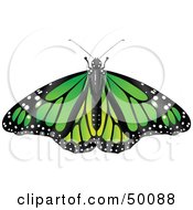 Poster, Art Print Of Spanned Green Monarch Butterfly