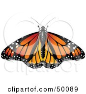 Poster, Art Print Of Spanned Orange Monarch Butterfly