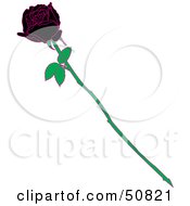 Poster, Art Print Of Single Black Rose With White Rips On The Petals