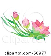 Poster, Art Print Of Pink Oriental Flowers And Buds