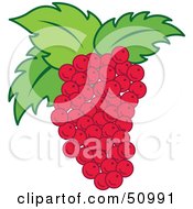 Poster, Art Print Of Blunch Of Fresh Red Grapes With Green Leaves