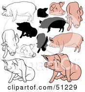 Poster, Art Print Of Digital Collage Of Pigs In Color Outlines And Silhouettes - Version 6