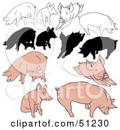 Poster, Art Print Of Digital Collage Of Pigs In Color Outlines And Silhouettes - Version 3