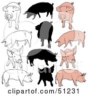 Poster, Art Print Of Digital Collage Of Pigs In Color Outlines And Silhouettes - Version 1