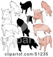 Poster, Art Print Of Digital Collage Of Pigs In Color Outlines And Silhouettes - Version 2