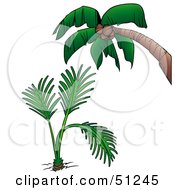 Royalty Free RF Clipart Illustration Of A Coconut Palm Tree Version 7